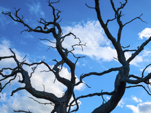 Dead Oak Tree Isolated Against Blue Sky