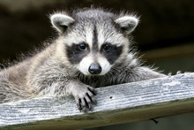 Baby Raccoon Ventures From Nest