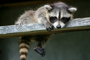 baby raccoon ventures from nest