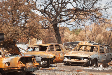 Wall Mural - Bushfire Aftermath