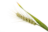Fototapeta Kwiaty - ear of wheat