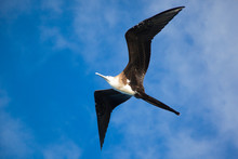 A Magnificent Frigate Bird (Fregata Magnificens) Flying Overhead, Galapagos Islands, Ecuador