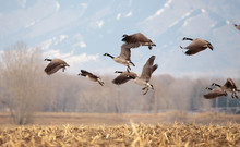 Geese Starting In Flight.