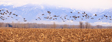 Panorama Of Geese.