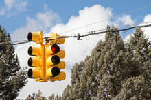 Four Way Yellow Traffic Signal Among Evergreen Trees