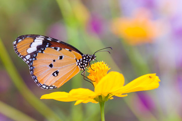 Wall Mural - Butterflies and Flowers