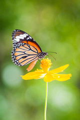 Sticker - Butterflies and Flowers