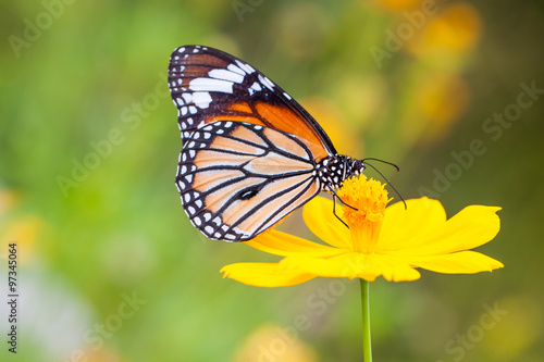 Zdjęcie XXL Motyle i kwiaty