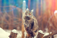 Siberian Cat Sitting On A Wooden Post In Winter
