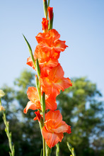 Orange Gladiolus Flower In Garden.