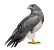 Chilean blue eagle - Geranoaetus melanoleucus (17 years old) in