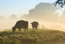 Cows On A Dike Of A Small River In Holland During A Foggy Sunrise.