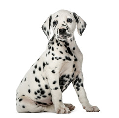 Wall Mural - Dalmatian puppy sitting in front of a white background