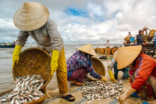 Women Sorting And Selling Fish On Beach In Vung Tau Province, Vietnam.