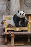 Fototapeta  - Giant panda bear