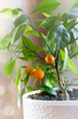 Tangerine tree in white pot home.Home citrus plant.