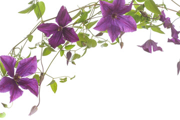 Wall Mural - beautiful blooming clematis