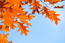 Colorful Autumn Leaves Against Blue Sky