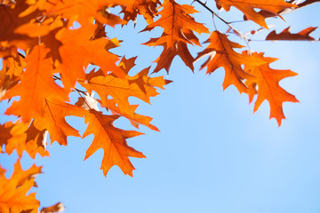 colorful autumn leaves against blue sky
