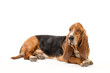 Basset Hound dog laying on the white background and looking to the side