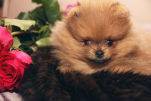Funny Pomeranian Spitz Puppy. Pomeranian Dog. Little Puppy