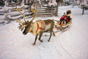 winter reindeer sledge racing in ruka in lapland in finland