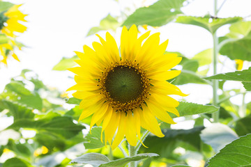 Wall Mural - sunflower field over