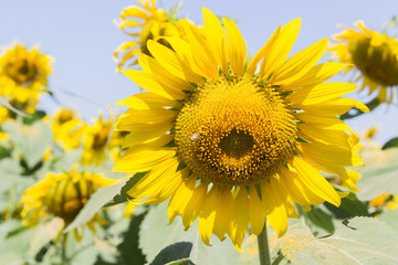 Wall Mural - sunflower field over