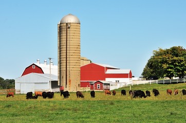 Cattle on the Farm