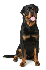 Wall Mural - Rottweiler