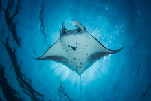 A Manta Ray- Manta Alfredi - Swims Under The Sun Creating An Eclipse. Taken In Komodo National Park, Indonesia.