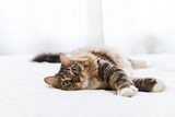 Fototapeta Koty - Grey cat lying on bed