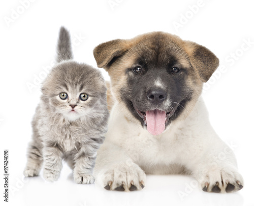 Japanese Akita Inu Puppy Dog Lying With Small Scottish Cat
