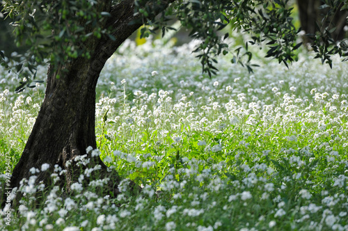 Champ Dolivier Et Fleurs Blanche Buy This Stock Photo And