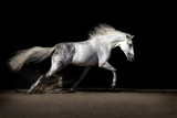 Fototapeta Konie - White horse with long mane in desert dust trotting