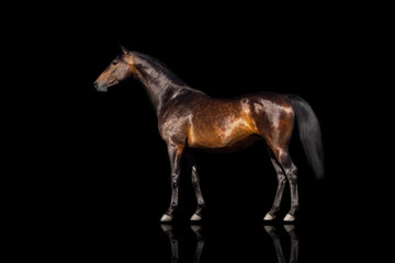 Wall Mural - Exterior beautiful bay horse isolated on black background