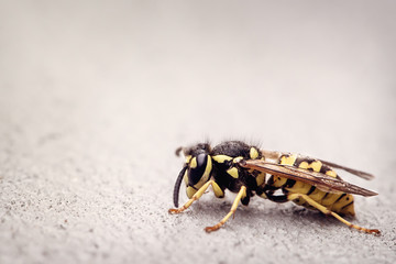 Close up of a wasp