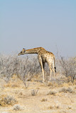 Fototapeta Sawanna - Giraffes in Acazia Field