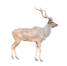 Male Greater Kudu Isolated