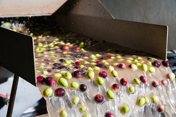 The process of olive cleaning and defoliation in a modern oil mill