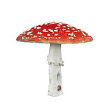Fototapeta Sawanna - Red poison mushroom