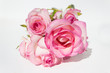 bunch pink roses on white background