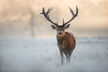 Wall Mural - Red deer in winter