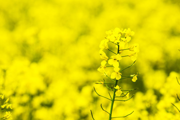 Wall Mural - flowers of oil in rapeseed field