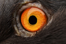 Pigeon Eye