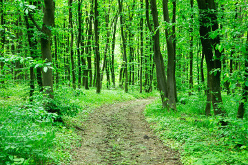 Naklejka na meble green forest