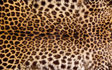 Real Leopard Skin