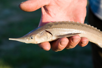 fish in hand