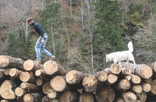 Young Man And Dog On Logs In The Forest