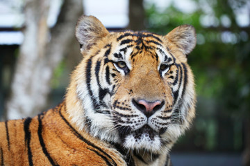 Portrait of Siberian tiger